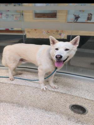 A white dog with a pink tongue sticking out, standing on a tiled floor with a glass door behind it.