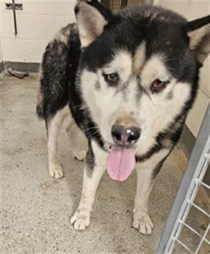 BALTO, Siberian Husky, senior, available for adoption