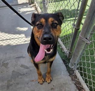 CARMEN, Rottweiler / German Shepherd Dog, adult, available for adoption