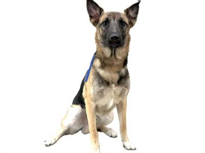 German Shepherd dog sitting on a white background
