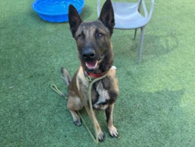 DEEBO, German Shepherd Dog, adult, available for adoption