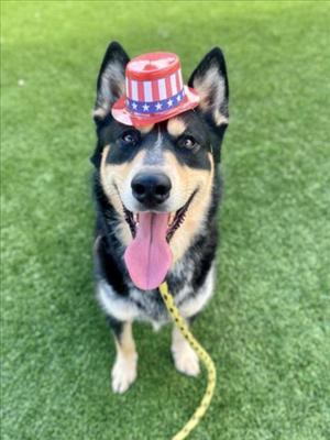 CHESTOR, Siberian Husky, adult, available for adoption