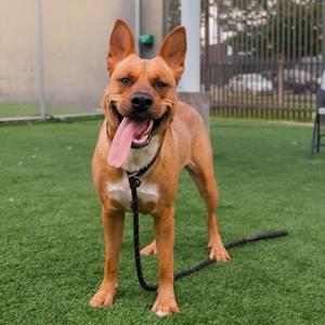 BACON, German Shepherd Dog, adult, available for adoption