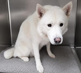 COCA COLA, Siberian Husky, adult, available for adoption