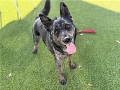 AZUL, Australian Shepherd, adult, available for adoption