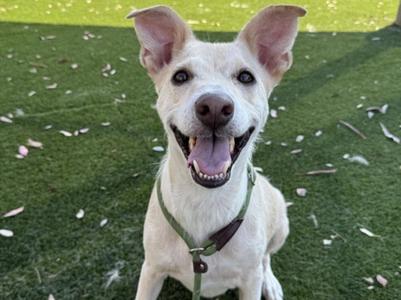 ARI, Labrador Retriever, adult, available for adoption