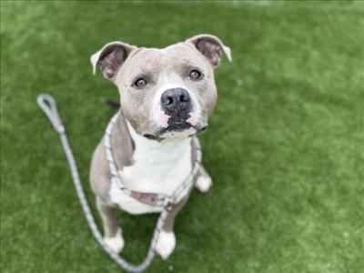 BENTLY, Pit Bull Terrier, adult, available for adoption