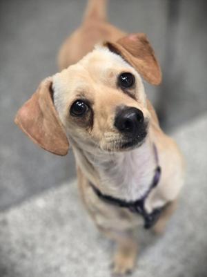 BRODY, Dachshund, adult, available for adoption