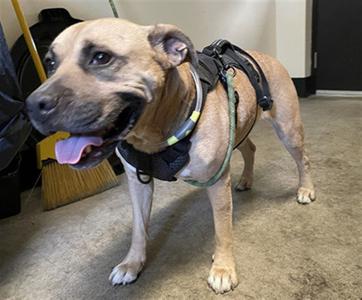 BUDDY, American Pit Bull Terrier, adult, available for adoption