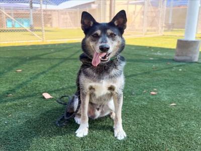 CHAI, German Shepherd Dog, adult, available for adoption