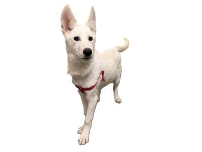 white dog wearing a red harness