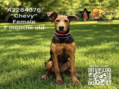 CHEVY, German Shepherd Dog, young, available for adoption
