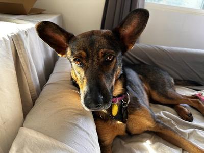 BAILEY, German Shepherd Dog, adult, available for adoption