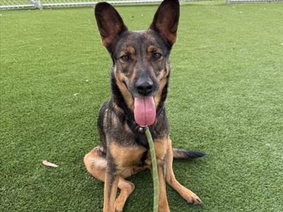 BAILEY, German Shepherd Dog, adult, available for adoption