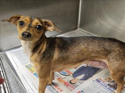 BUBBLE GUM, Chihuahua, young, available for adoption