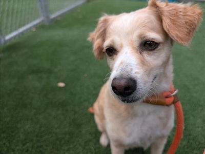 A close-up of a light-colored dog with floppy ears, wearing an orange collar, sitting on green artificial grass.