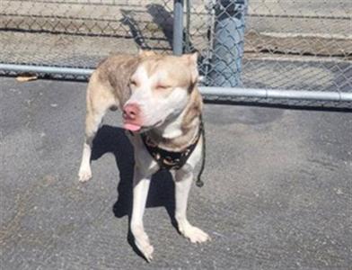 a dog standing on a paved surface, wearing a harness, with its tongue out and eyes closed
