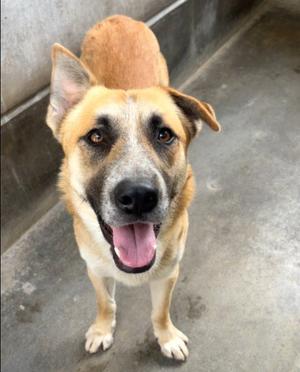 BALTAZAR, German Shepherd Dog, adult, available for adoption
