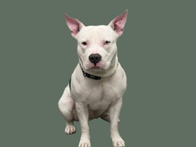 BLANKO JR. FLORES, Pit Bull Terrier, adult, available for adoption