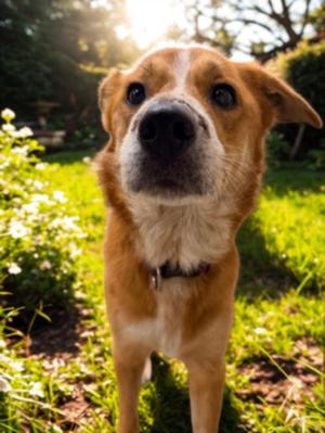 BAILEY, Labrador Retriever, adult, available for adoption