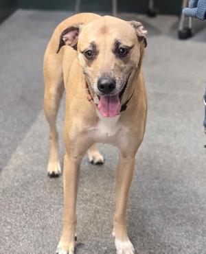 DAISY, German Shepherd Dog, adult, available for adoption