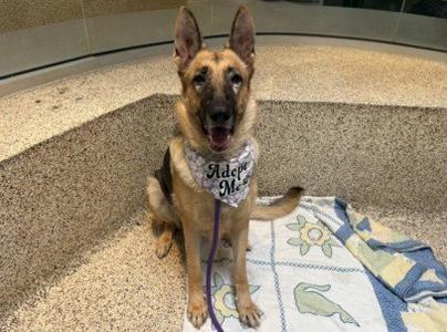 A German Shepherd dog sitting on a blanket with a bandana that says "Adopt Me".