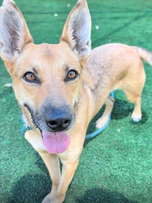 A light brown dog with pointed ears and a black nose is standing on green artificial turf, looking directly at the camera with its tongue out.