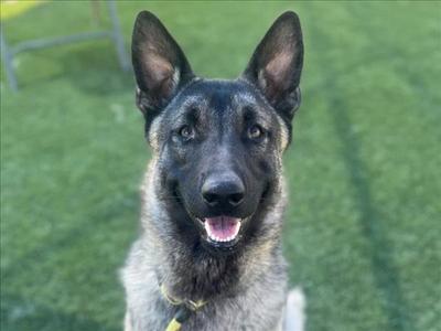 AL POOCHINO, German Shepherd Dog, young, available for adoption