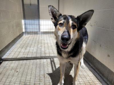 A black and tan dog with pointed ears and a happy expression standing in a tiled enclosure.