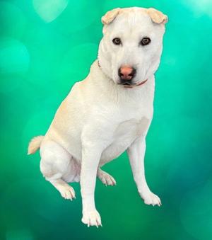 CHINY, Labrador Retriever / Chinese Shar-Pei, adult, available for adoption