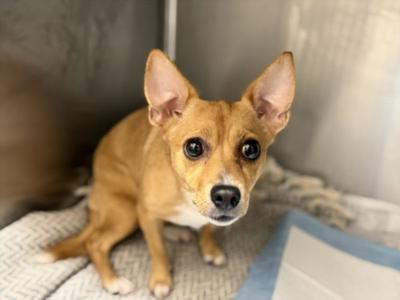 ASIA, Chihuahua, adult, available for adoption