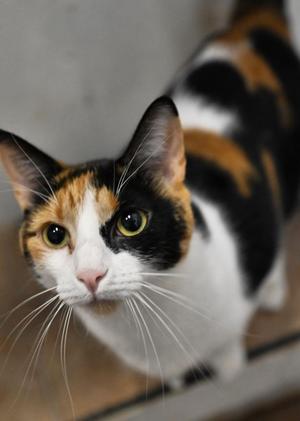 Alo, young, available for adoption