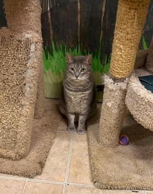 Dolly, adult, available for adoption