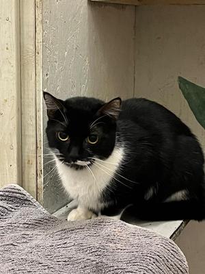 Katrina, adult, available for adoption