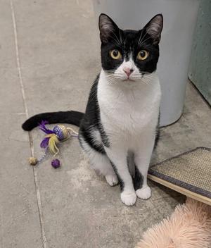 A black and white cat sitting on a concrete floor with a toy nearby.