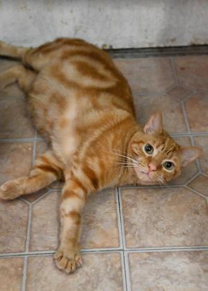 A ginger tabby cat lying on a tiled floor, looking up at the camera with wide eyes.