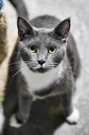 Mustachio, young, available for adoption
