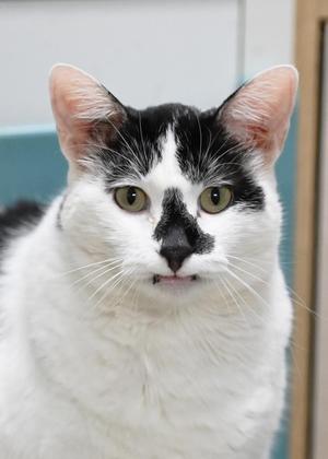 A close-up portrait of a black and white cat looking directly at the camera with a slightly open mouth.