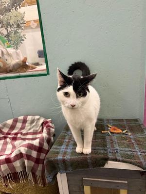 Jack, adult, available for adoption