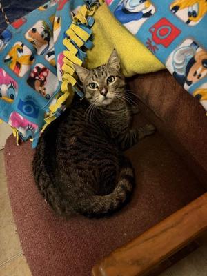 Nugget, young, available for adoption