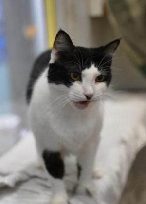 Gloria, senior, available for adoption