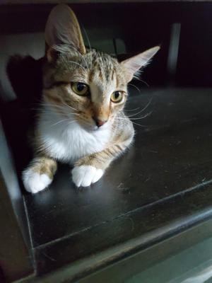 Gordo, kitten, available for adoption
