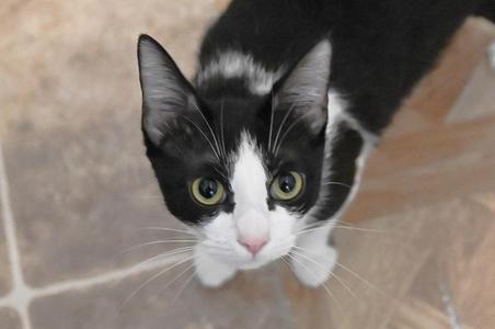 Oreo, young, available for adoption