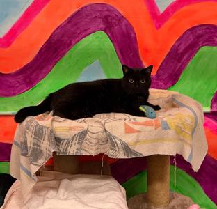 Bombay, adult, available for adoption