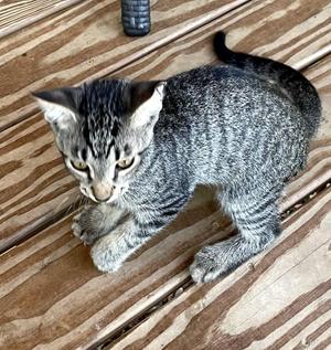 Pokey, kitten, available for adoption