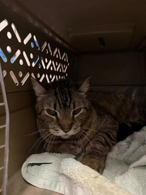 Big Mama, senior, available for adoption