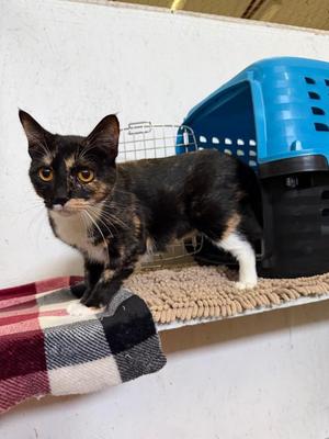 Dandelion, young, available for adoption