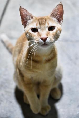 Max, young, available for adoption