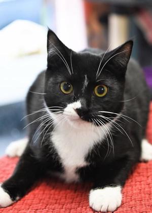Peeps, kitten, available for adoption