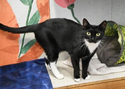 Moon Pie, adult, available for adoption